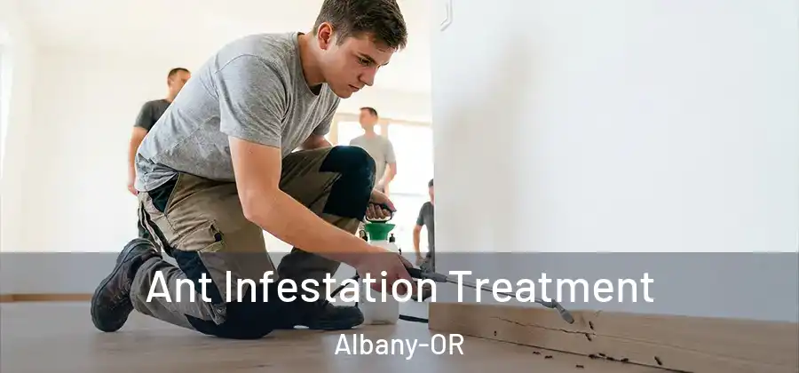  Ant Infestation Treatment Albany-OR