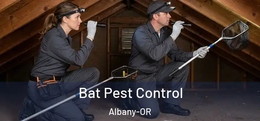 Bat Pest Control Albany-OR
