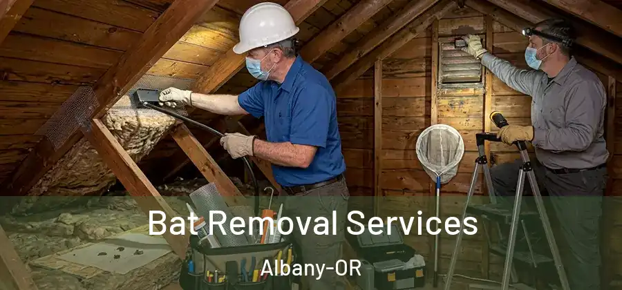 Bat Removal Services Albany-OR