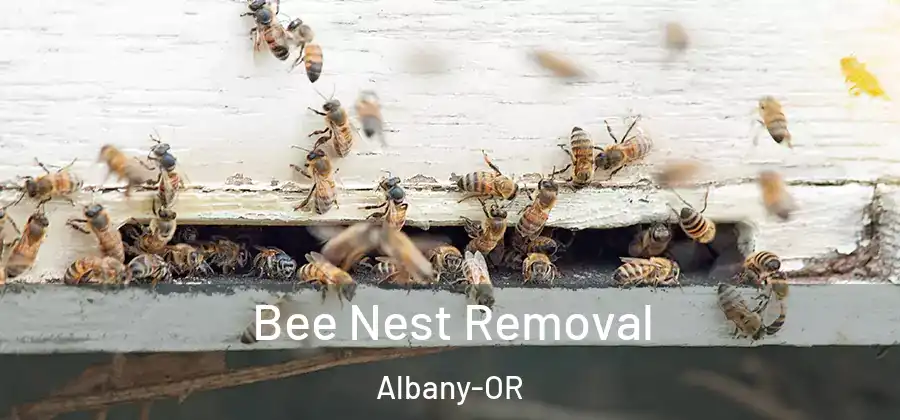  Bee Nest Removal Albany-OR