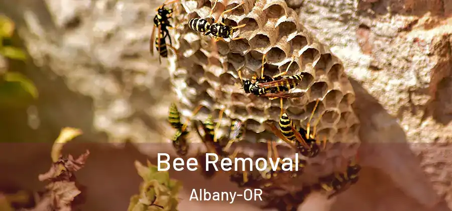  Bee Removal Albany-OR