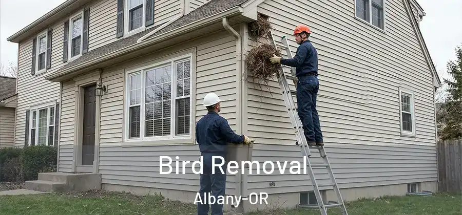 Bird Removal Albany-OR