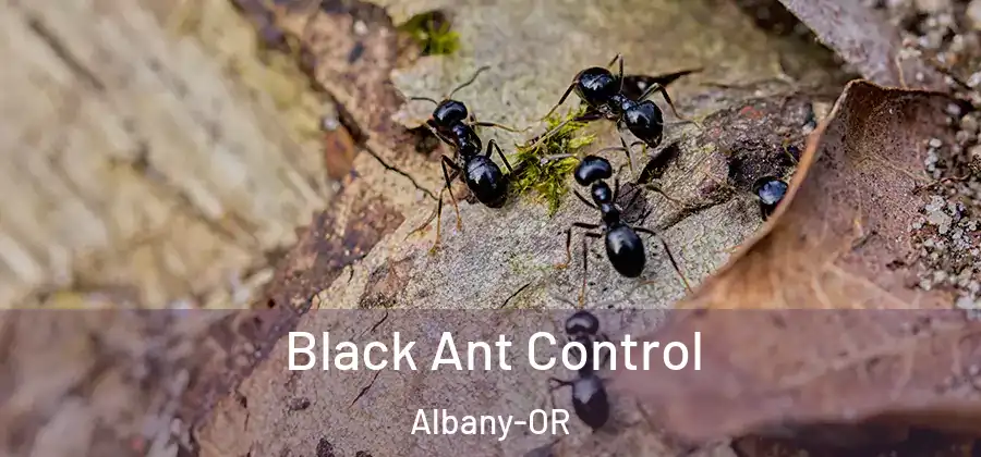 Black Ant Control Albany-OR