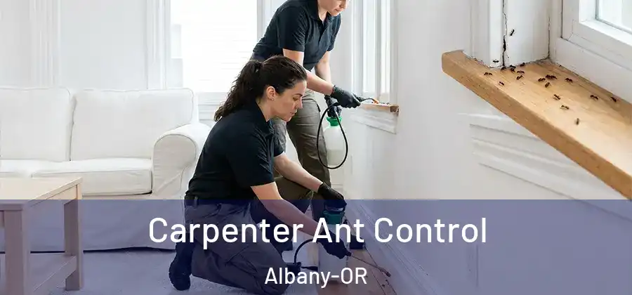  Carpenter Ant Control Albany-OR