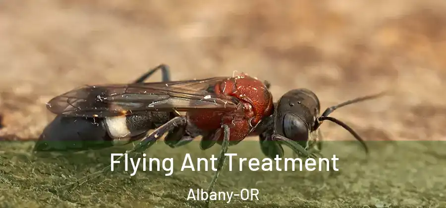  Flying Ant Treatment Albany-OR