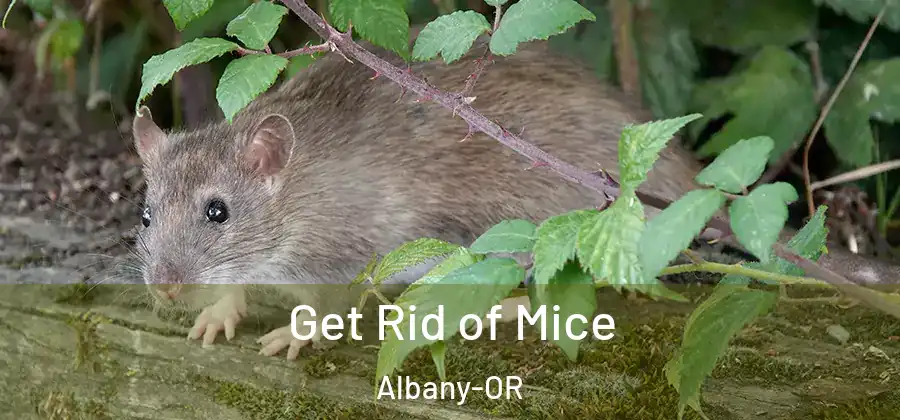 Get Rid of Mice Albany-OR