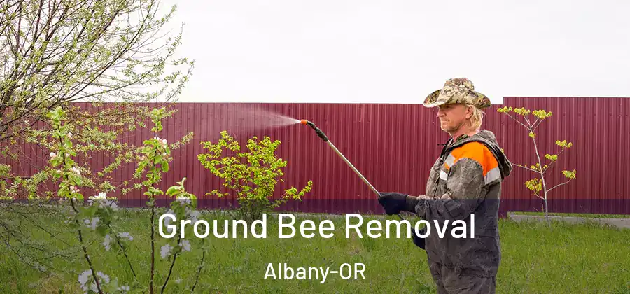 Ground Bee Removal Albany-OR