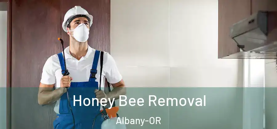 Honey Bee Removal Albany-OR