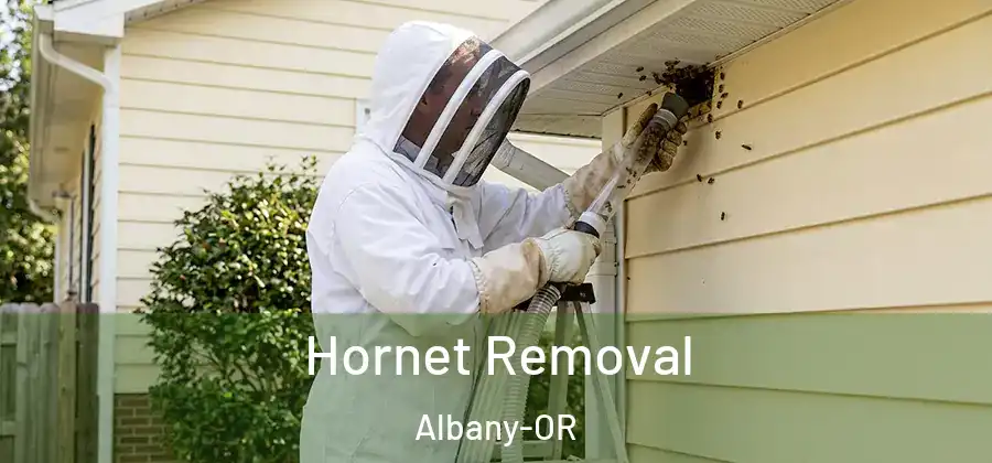 Hornet Removal Albany-OR