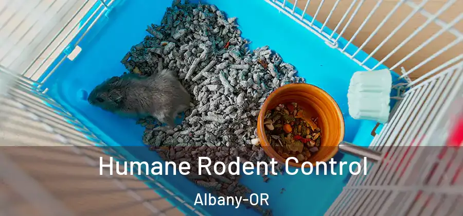 Humane Rodent Control Albany-OR
