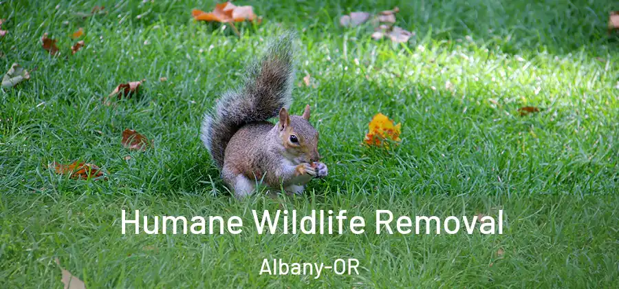  Humane Wildlife Removal Albany-OR