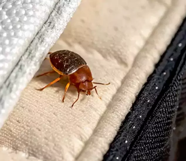 Trusted Bed Bug Prevention Specialists in Albany, OR