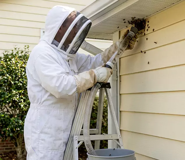 Your Affordable Bee Removal Company in Albany, OR
