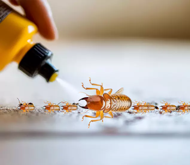 Reliable Bora Care Termite Experts in Albany, OR