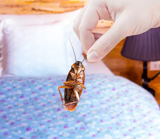 Expert Roach Control Services: Your Cockroach Pest Control in Albany, OR