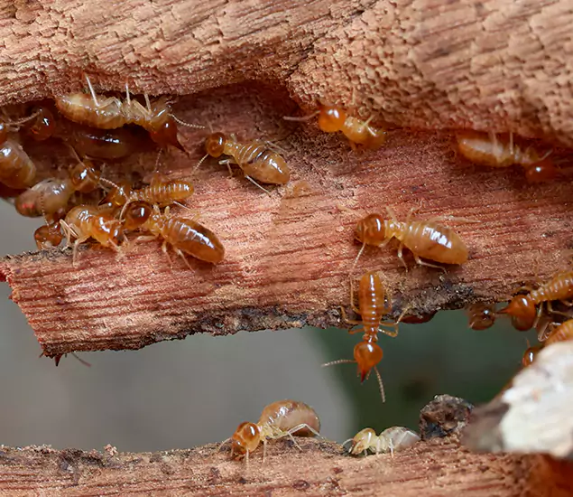 About Our Drywood Termite Treatment Experts in Albany, OR