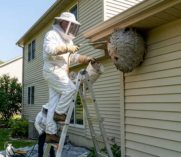 Expert Wasp Nest Removal: Your Local Wasp Nest Removal Company in Albany, OR