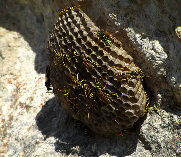 Your Local Hornet Removal Company in Albany, OR