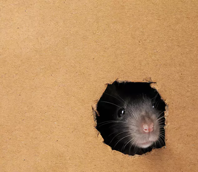 Rats in Attic Removal Experts in Albany, OR