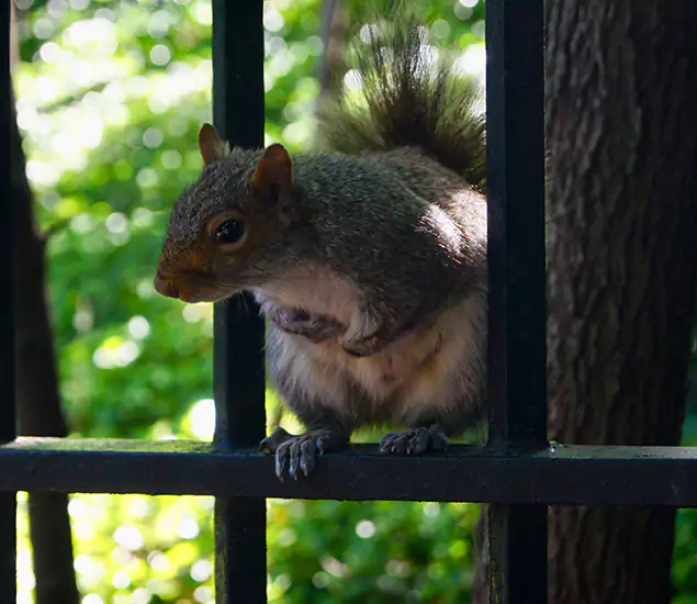 Your Trusted Squirrel Removal Company in Albany, OR