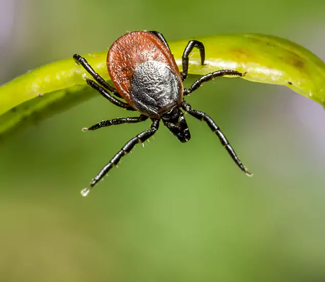 Your Trusted Tick Pest Control in Albany, OR