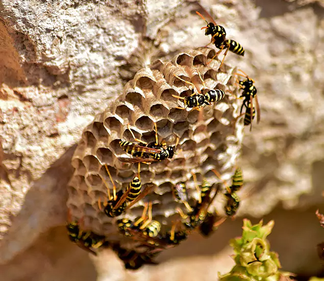Your Best Wasp Removal Company in Albany, OR