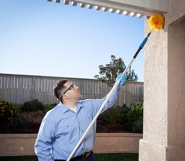 Your Trusted Wasp Removal Company in Albany, OR