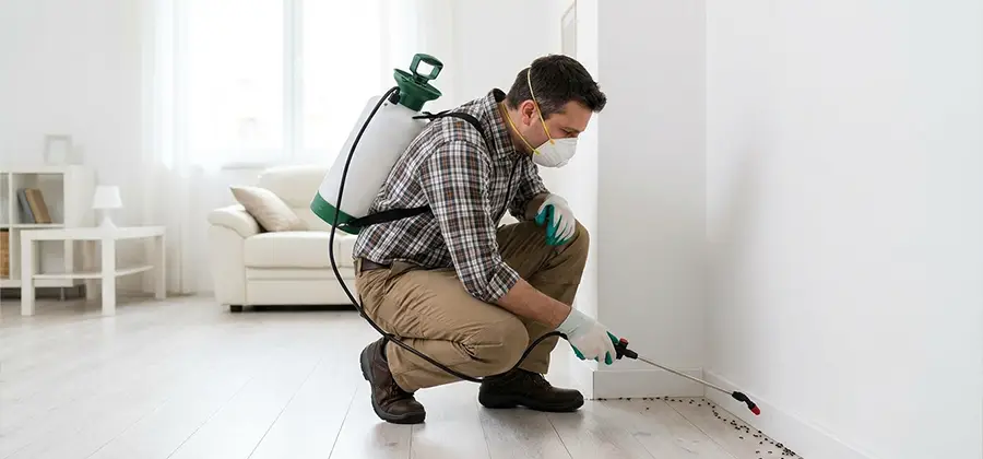 Seasonal Ant Infestation Control in Albany