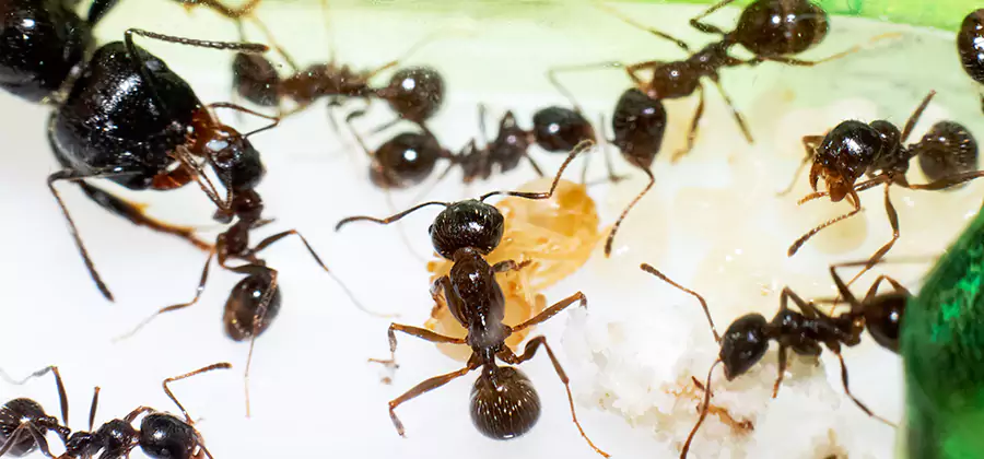 Argentine Ant Barrier Treatment in Albany