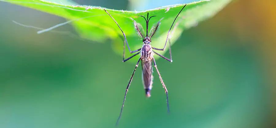 Natural Mosquito Spray for Yard in Albany