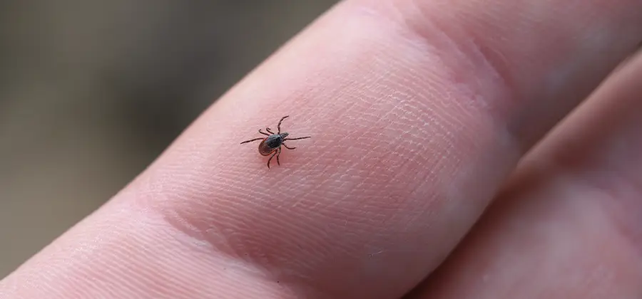Infection Prevention for Bed Bug Bites in Albany