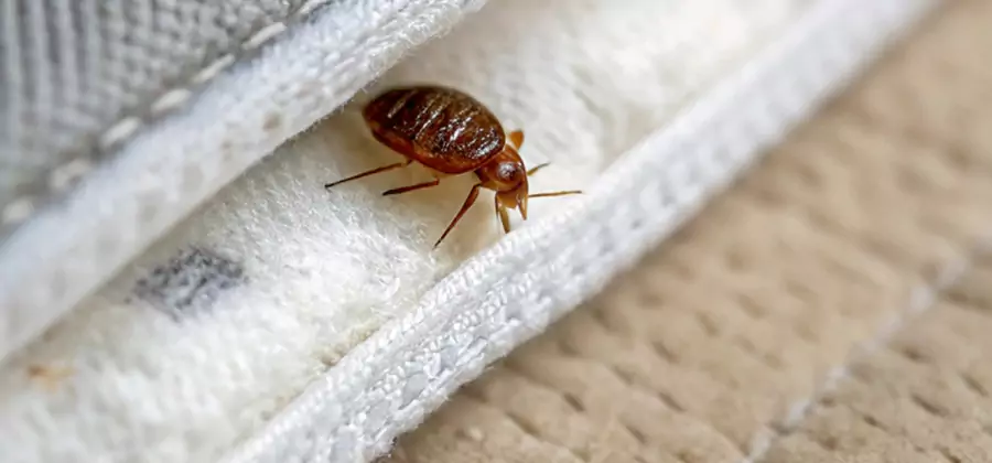 Tenting Bed Bug Fumigation in Albany