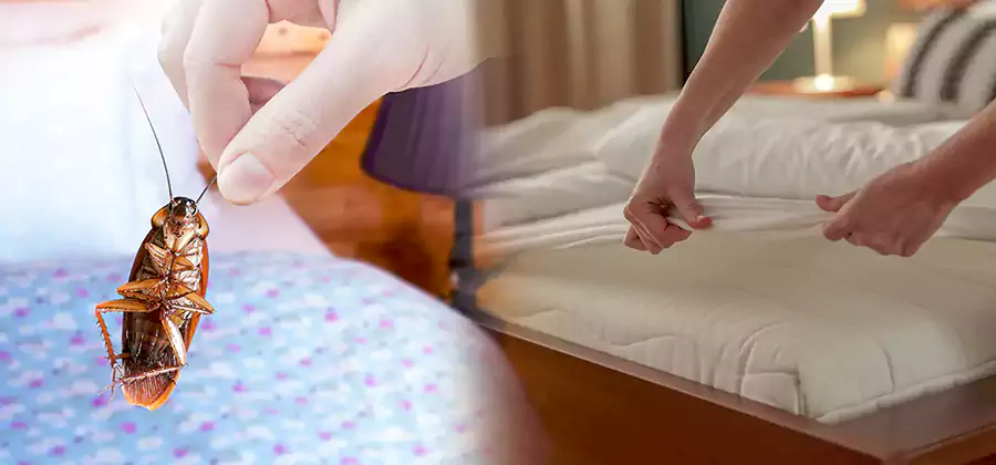 Bed Bug Home Extermination Service in Albany