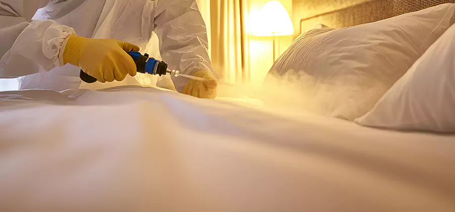 Bed Bug Steam Treatment Services in Albany