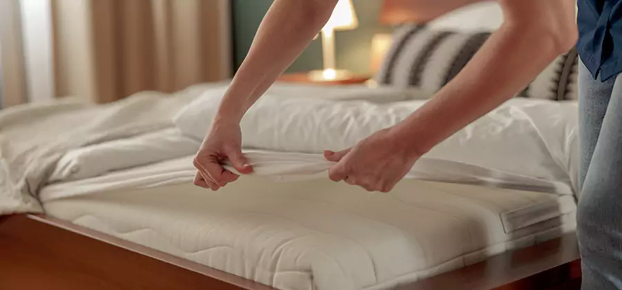 Bed Bug Extermination Services in Albany