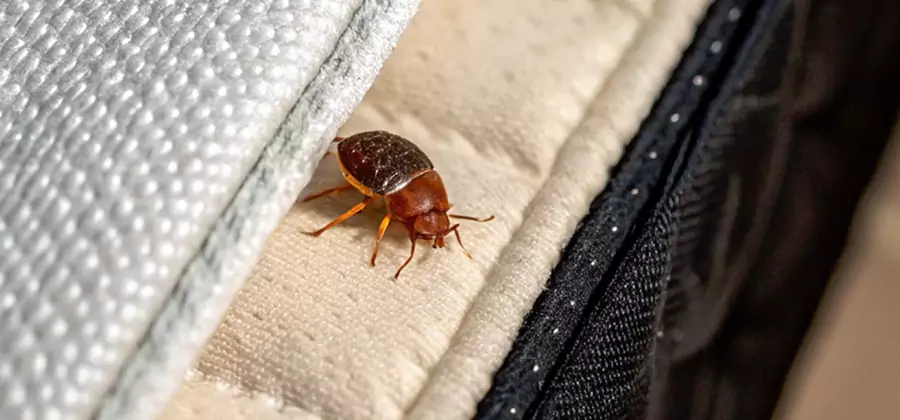 Commercial Bed Bug Control in Albany