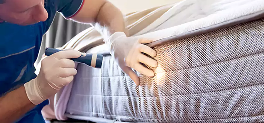 Residential Bed Bug Treatment Cost in Albany