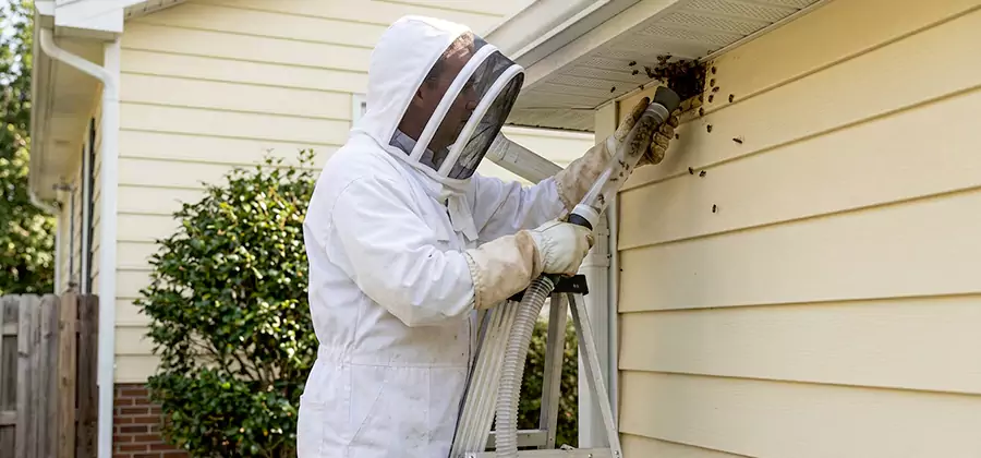 Ground Bee Removal in Albany