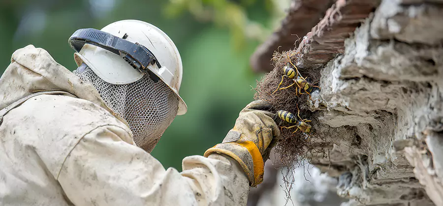 Bee and Wasp Hornet Removal in Albany