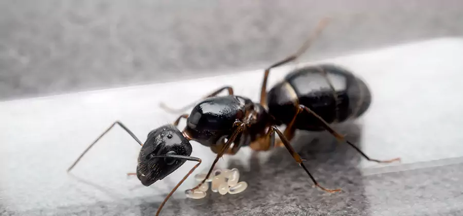Black Ants in Kitchen Elimination in Albany