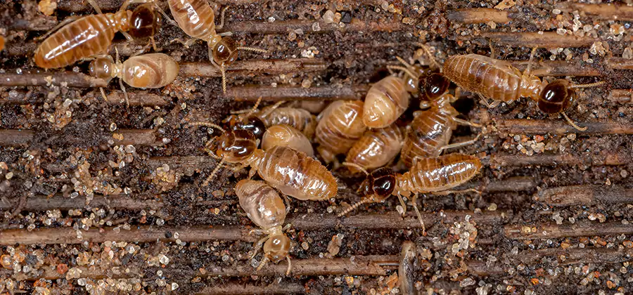 Bora Care Residential Termite Control in Albany