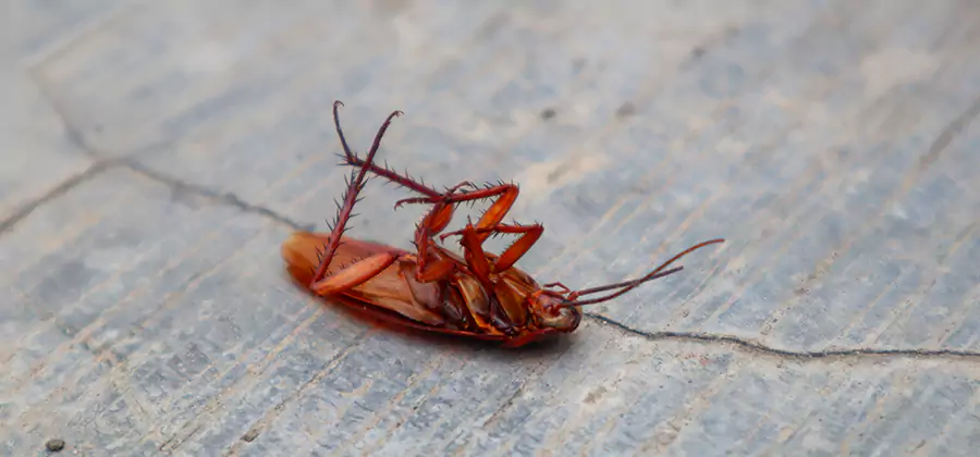 Cockroach Eradication for Commercial Properties in Albany