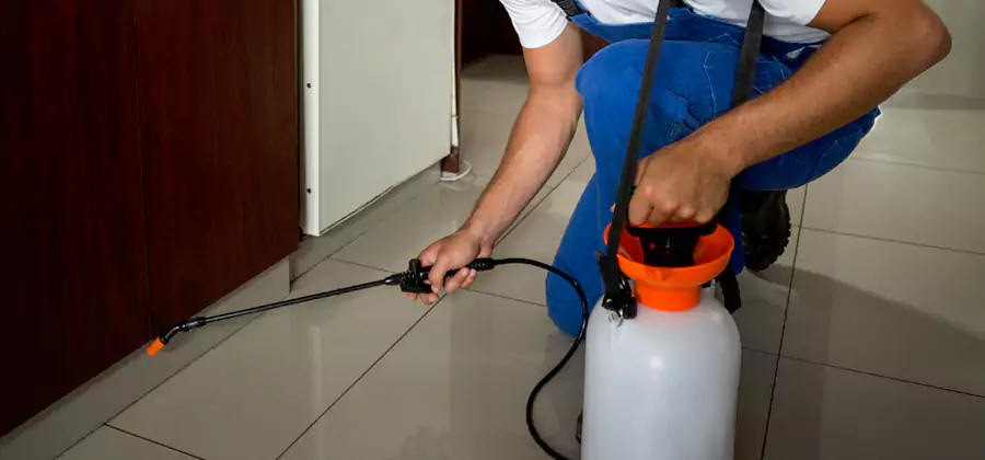 Palmetto Bug Exterminator in Albany