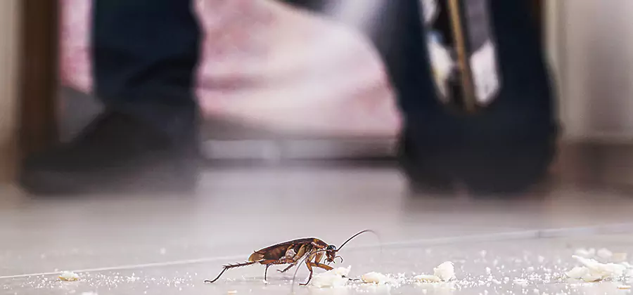 Roach House Treatment Albany