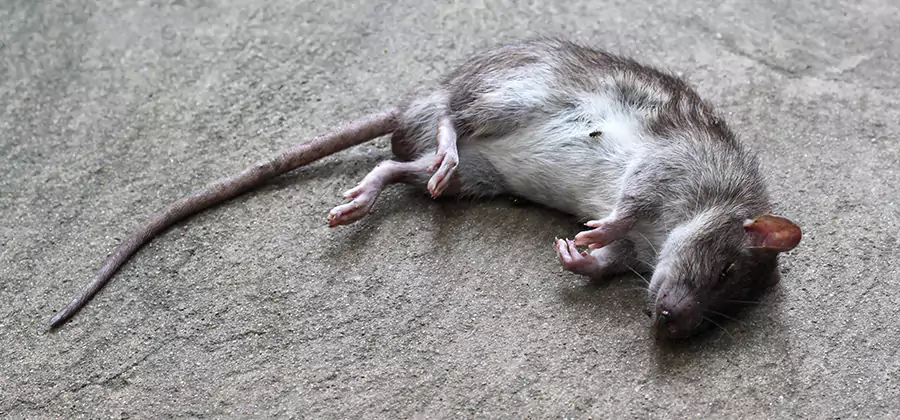 Dead Rat Disposal in Albany