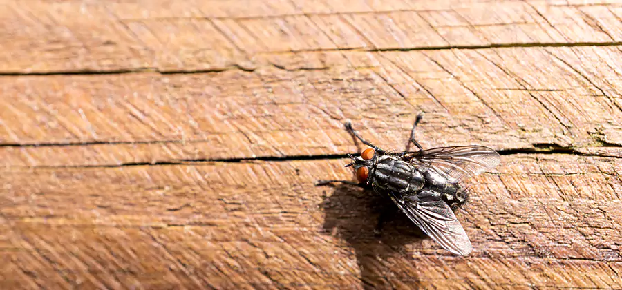 Flying Ant Barrier Treatment in Albany