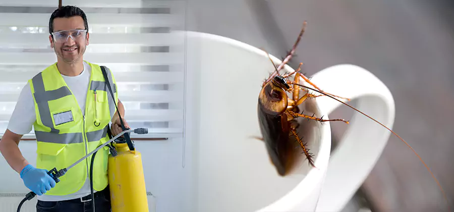 German Roach Infestation Treatment Albany