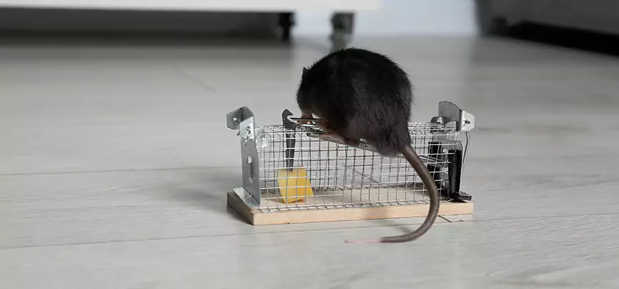 Mice in Attic Removal Albany