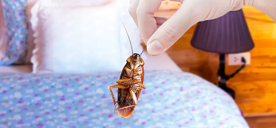Fast Roach Elimination in Albany