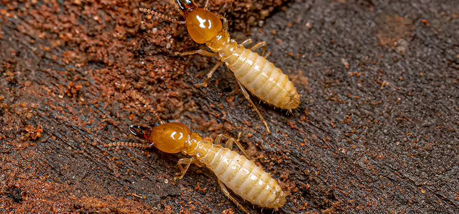 Structural Heat Termite Treatment in Albany